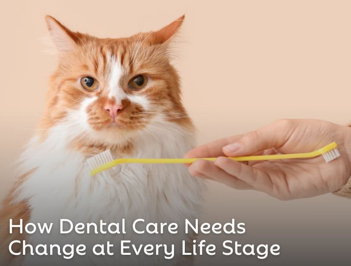 How Pet Dental Care Needs Change at Every Life Stage