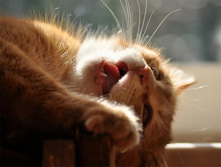 $city Cat Dentist