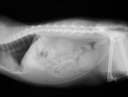 Pet Radiology