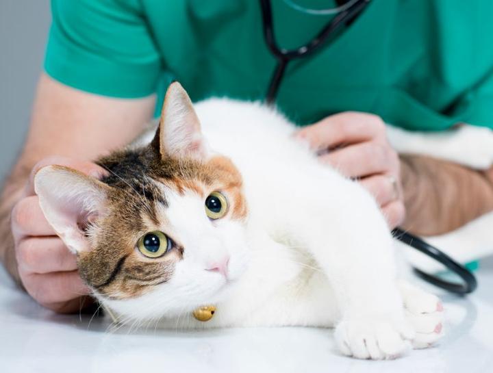 Soft Tissue Surgery